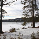 Frozen Lake and Trees