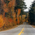 Road and Fall Trees
