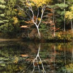 NH Tree Reflection