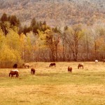 Catskills Horses in Fall