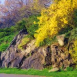 Fort Tryon Park Forsythia Enhanced