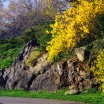 Fort Tryon Forsythia