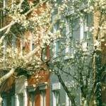 Colorful Townhouses in Spring