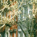 Colorful Townhouses in Spring
