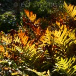 Golden Ferns