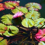 Old Westbury Gardens Lily Pads 1