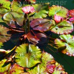 Old Westbury Gardens Lily Pads 4