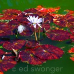 Old Westbury Gardens Lily Pads 6