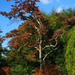 Old Westbury Gardens Tree and Fence