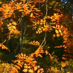 Orange Fall Leaves