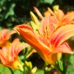 Orange Lilies