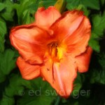 Orange Lily