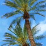 Palm Duo Enhanced