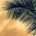 Palm Frond Enhanced