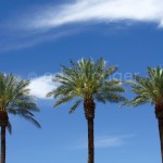 Palm Trio