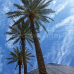 Palms at Luxor