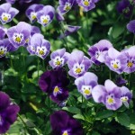 Pansies #1