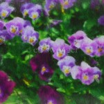 Pansies a la Monet Enhanced