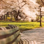 Park Bench and Tree in Spring