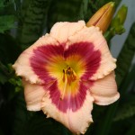 Peach Lily