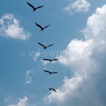 Pelicans in Flight