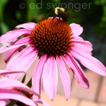 Pink Daisy and Bumble Bee