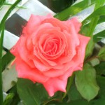 Pink Rose Closeup Enhanced
