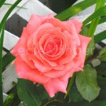 Pink Rose Closeup