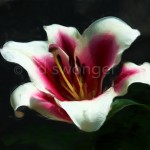 Pink-white Lily