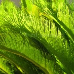 Plant Fronds Enhanced