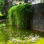 Pond, Pinchot Mansion
