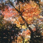 Fall Trees Reflected in Puddle