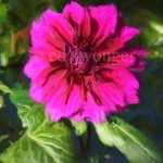 Purple Dahlia Enhanced