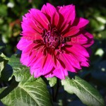 Purple Dahlia