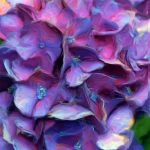 Purple Hydrangea Detail