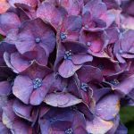 Hydrangea Detail