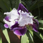 Purple-White Iris