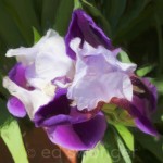 Purple-White Iris - Enhanced