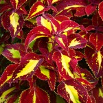 Purple Yellow Coleus