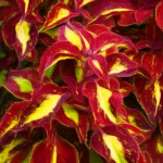 Purple-Yellow Coleus - Enhanced