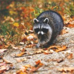 Raccoon