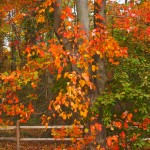 Rail Fence and Fall Leaves