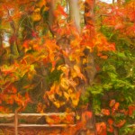 Rail Fence and Fall Leaves Enhanced