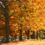 Maples and Rail Fence