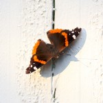 Red Admiral Butterfly