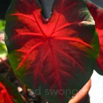 Red Caladium 2