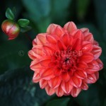 Red Dahlia Closeup