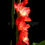 Red Gladiola