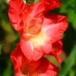 Red Gladiola Closeup