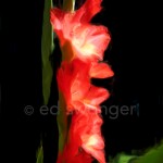 Red Gladiola Enhanced